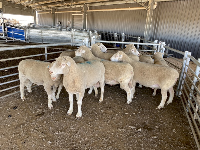 11 Poll Dorset Rams