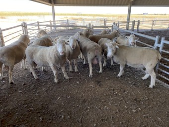 11 Poll Dorset Rams