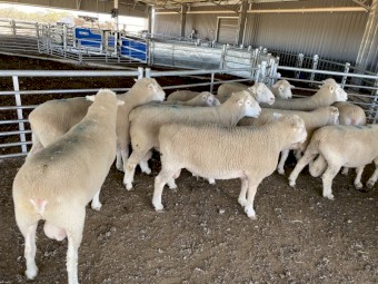 11 Poll Dorset Rams
