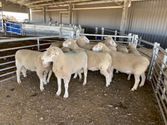 11 Poll Dorset Rams