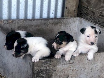 Border Collie Pups