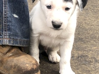 Border Collie Pups