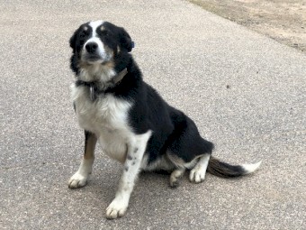 Border Collie Pups