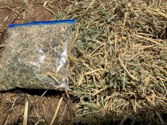 8x4x3 Lucerne Hay