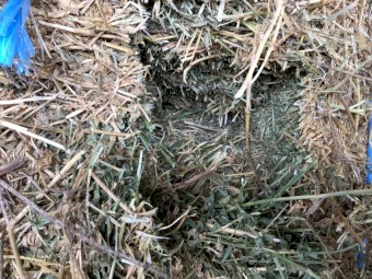 8x4x3 Lucerne Hay