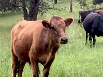 Two highlander x steers for sale 