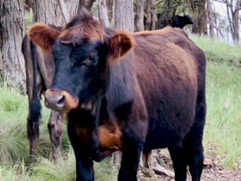 Two highlander x steers for sale 