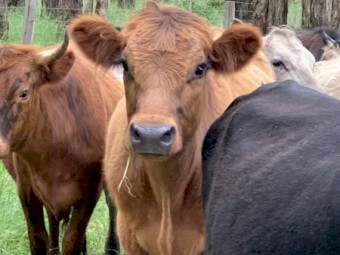 Two highlander x steers for sale 