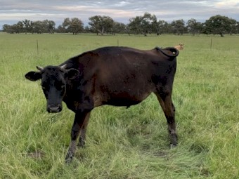 Yearling Friesian jersey steer 