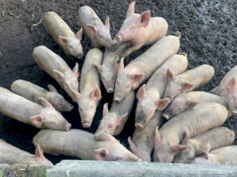 Piglets for sale
