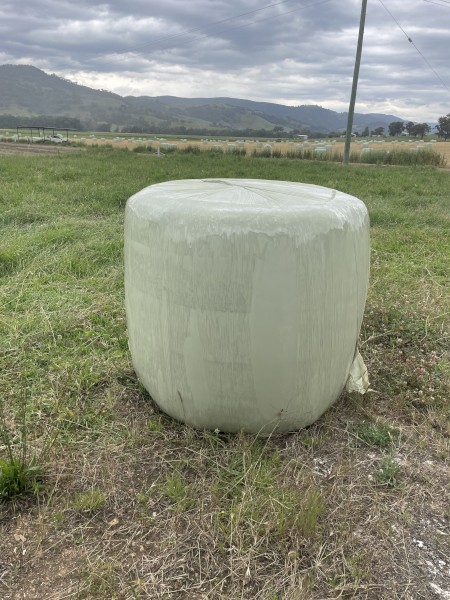 Lucerne Silage