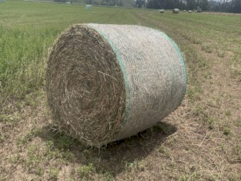 Lucerne Silage