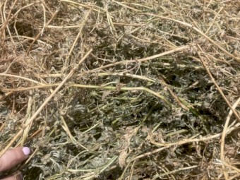 Lucerne Silage