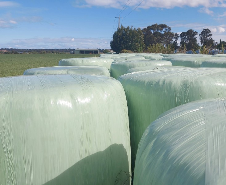 Pure Ryegrass