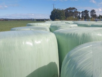 Pure Ryegrass