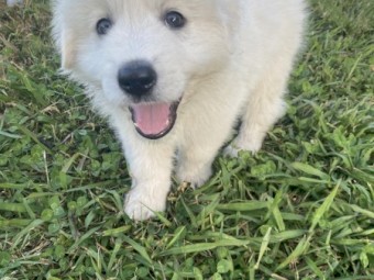 Livestock Guardian Dog, Maremma Puppies