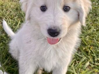 Livestock Guardian Dog, Maremma Puppies