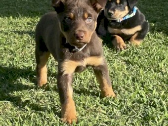 Pendula kelpie puppies WKC registered 