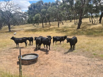 4 x Angus heifers 