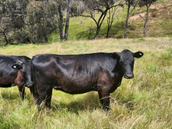 4 x Angus heifers 