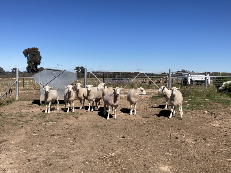 Wiltipoll Rams