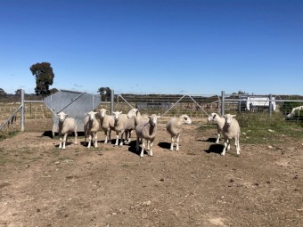 Wiltipoll Rams