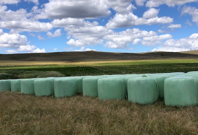 Lucerne Silage