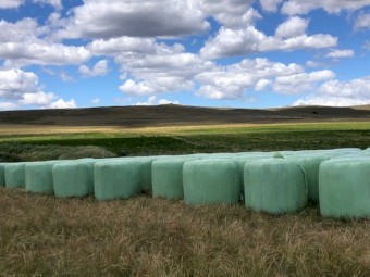 Lucerne Silage