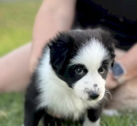 Purebred border collie puppies