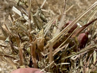 500mt Oaten Hay 6-700kg 8x4x3 Bales (New Season 22/23)