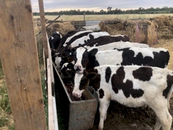 8 x Fresian Steer Calves (8 months old)
