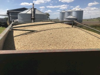 Feed barley