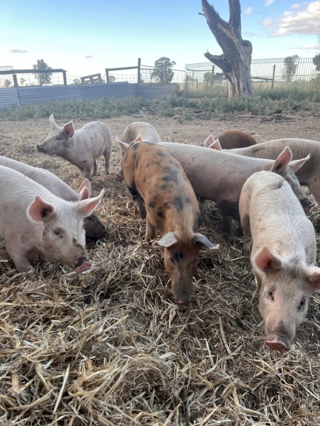 Pigs