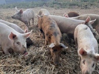 Pigs