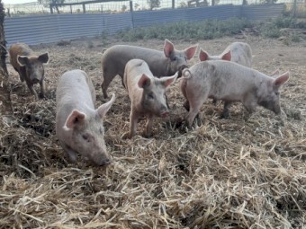 Pigs
