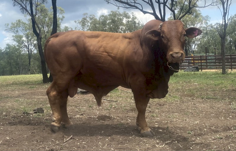 5yo Droughmaster Bull