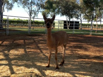 Huacaya Alpaca