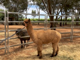 Huacaya Alpaca