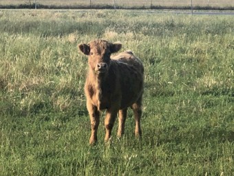 Scottish Higland Steers