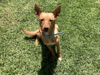 Gold Female Kelpie (Urgent Sale)