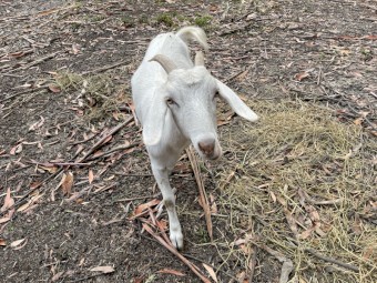 2 x Female Boer Goats