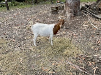 2 x Female Boer Goats