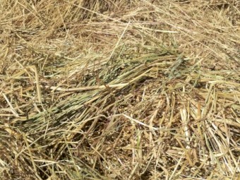 30 x Rye & Clover Mix Hay 350kg 8x3x3 Bales, Baled November 2022