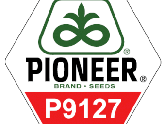 P9127 Maize Seed