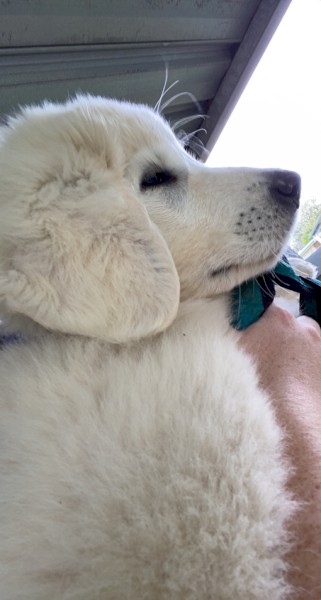 Maremma Dog - Male