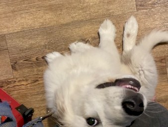 Maremma Dog - Male