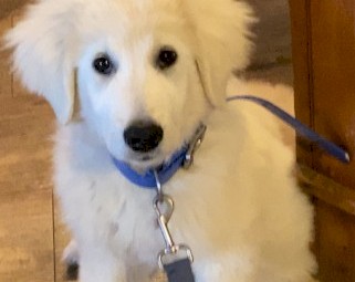 Maremma Dog - Male