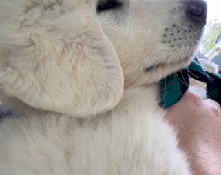 Maremma Dog - Male