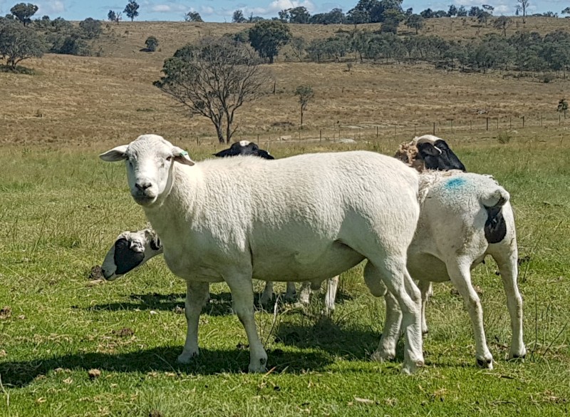 Australian White Ram.  Full shedding.  2019 Drop.