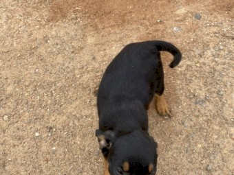 Kelpie cross Koolie